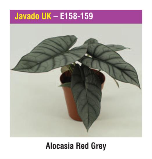 Javado UK